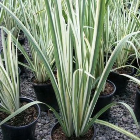 Perennial foliage of Variegata Japanese Iris (Iris ensata 'Variegata') in a garden setting.