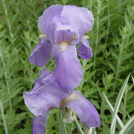 Variegata Japanese Iris (Iris ensata 'Variegata'), a perennial featuring purple flowers and perennial.