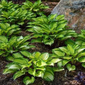 Close-up of purple hosta flowers on Island Breeze Hosta blooming in late summer to early fall.