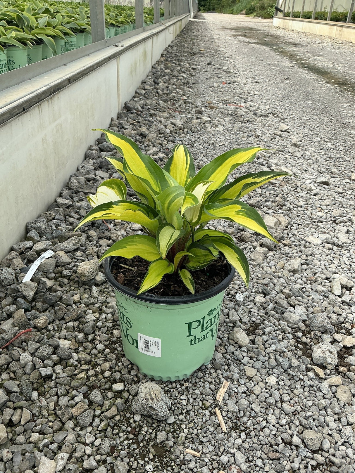 Island Breeze Hosta in a #1 container showing bright yellow and green variegated foliage at a nursery greenhouse.