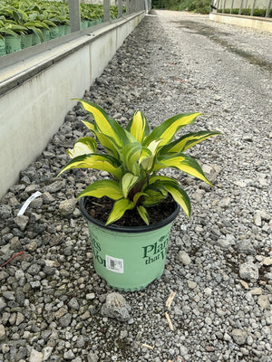 Island Breeze Hosta in a #1 container showing bright yellow and green variegated foliage at a nursery greenhouse.