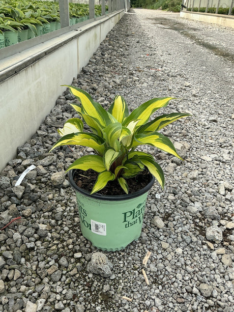Island Breeze Hosta in a #1 container showing bright yellow and green variegated foliage at a nursery greenhouse.