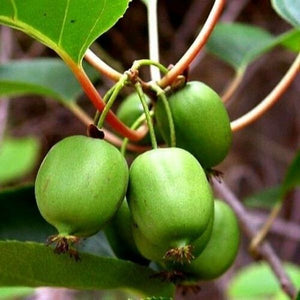 Issai Hardy Kiwi Vine - Nature Hills Nursery - #2 Container - 