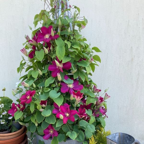 Issey™ Clematis - Nature Hills Nursery - #1 Container - 