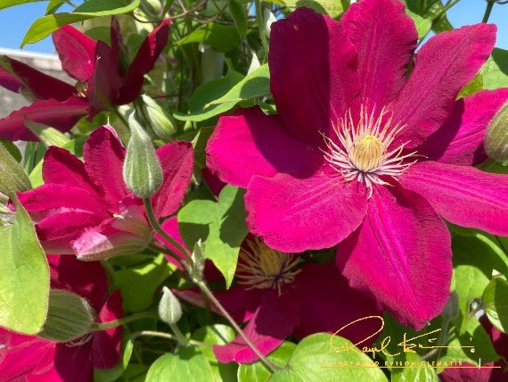 Issey™ Clematis | Buy at NatureHills.com