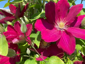 Issey™ Clematis