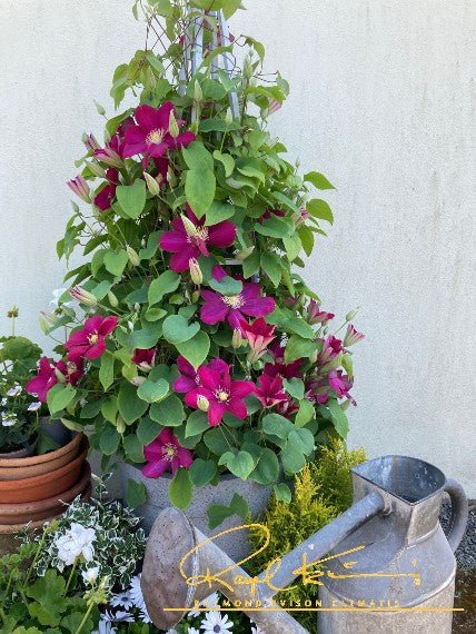 Issey™ Clematis | Buy at NatureHills.com