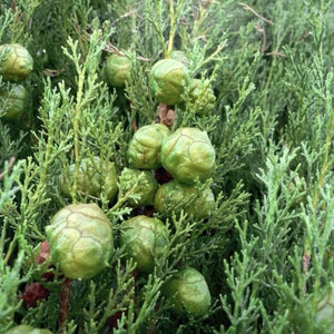 Evergreen foliage of Italian Cypress Tree (Cupressus sempervirens) in a garden setting.