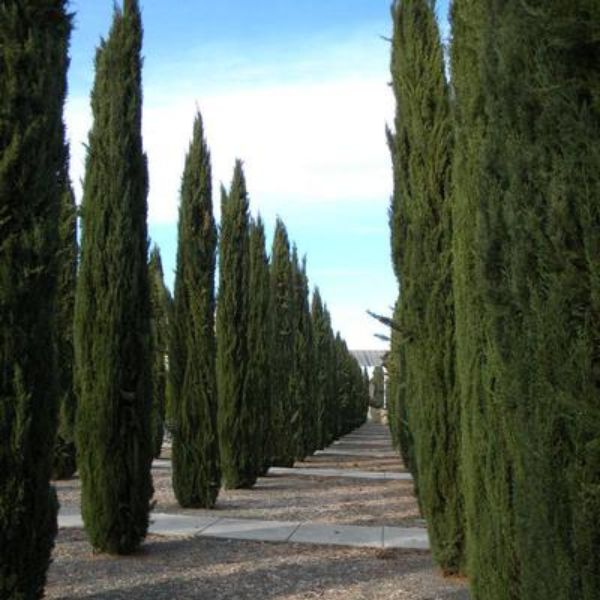 Italian Cypress Tree (Cupressus sempervirens), a tree featuring evergreen and columnar, dense form.
