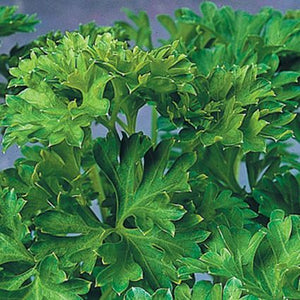 Italian Parsley Plant
