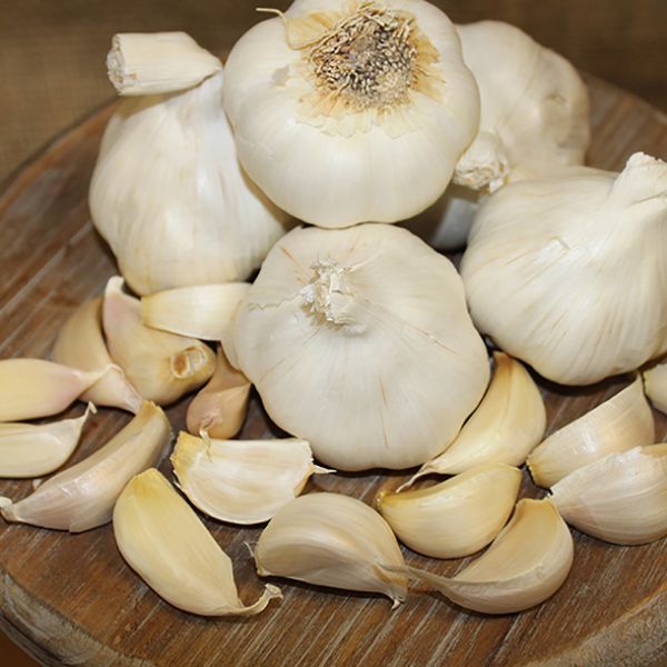 Italian Late Garlic