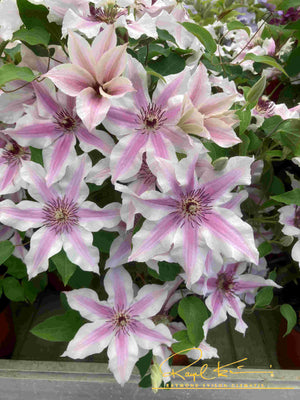 Ithemba™ Clematis