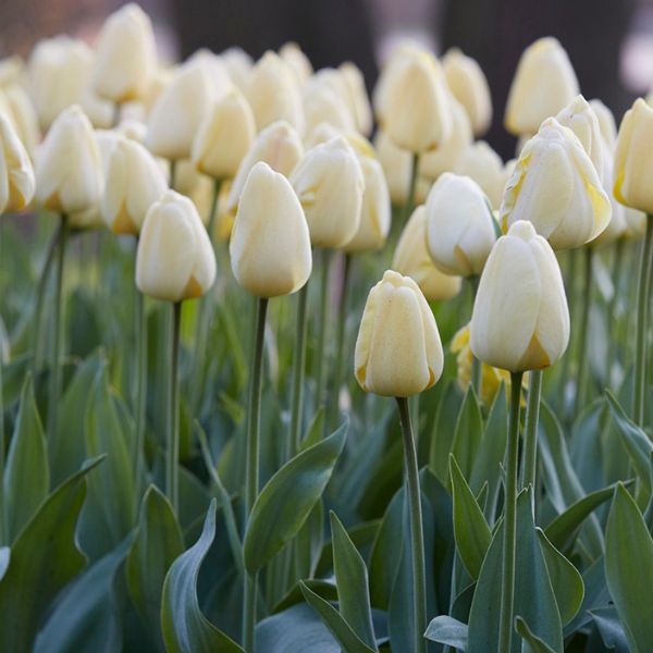 Ivory Floradale Tulip - Nature Hills Nursery - 12 Pack Bulbs - 