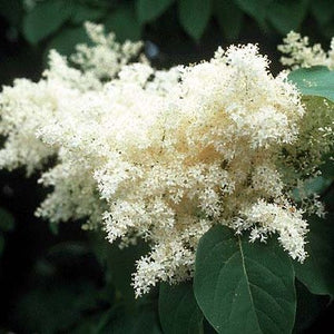 Close-up of white syringa flowers on Ivory Silk Japanese Tree Lilac blooming in early summer.