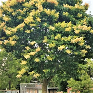 Deciduous foliage of Ivory Silk Japanese Tree Lilac (Syringa reticulata 'Ivory Silk') in a garden setting.