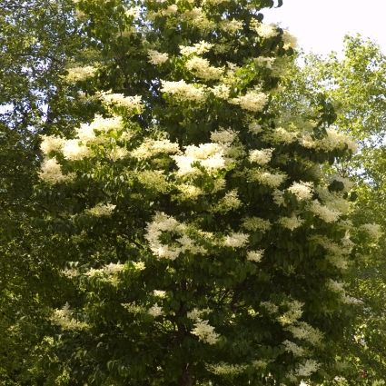 Ivory Silk Japanese Tree Lilac (Syringa reticulata 'Ivory Silk') growing in a garden landscape, showing mature tree form.