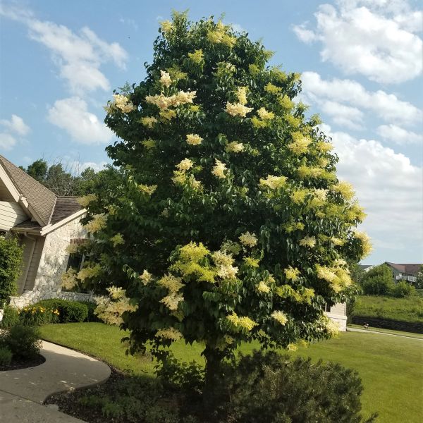 Ivory Silk Japanese Tree Lilac (Syringa reticulata 'Ivory Silk'), a tree featuring white flowers and deciduous.