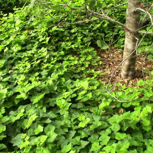 English Ivy (Hedera helix) growing in a garden landscape, showing mature perennial form.