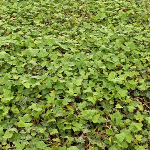 English Ivy (Hedera helix), a perennial featuring white, green flowers and evergreen.