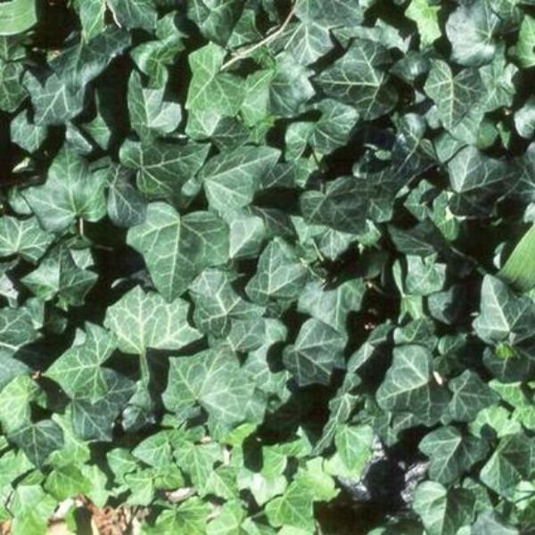 Common Ivy (Hedera Helix) Thorndale