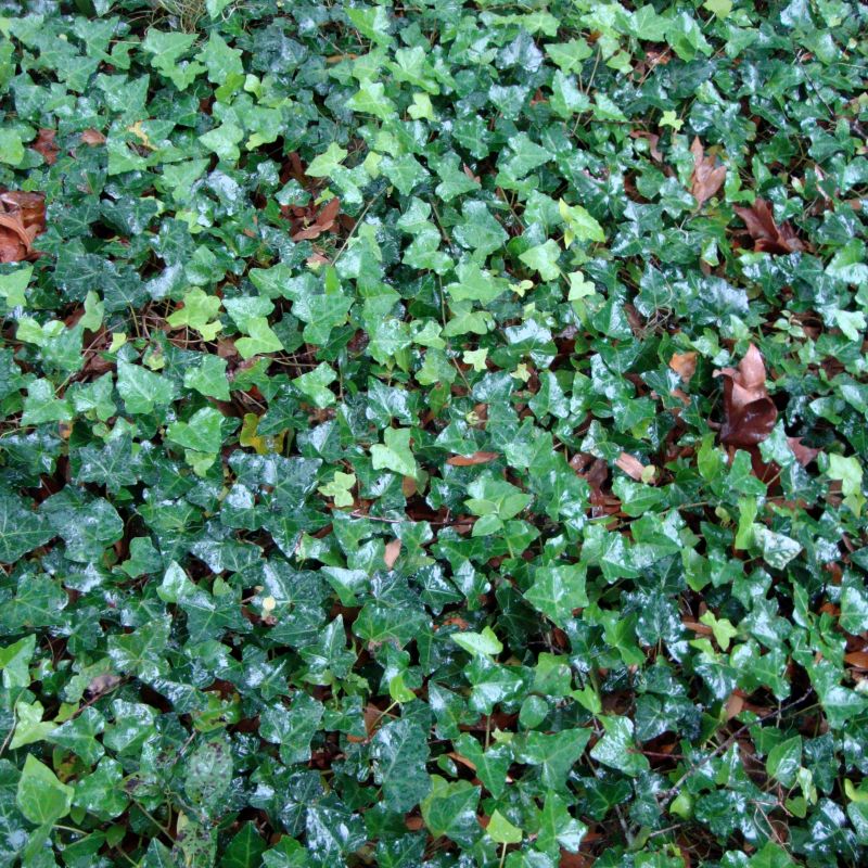 Common Ivy (Hedera Helix) Thorndale