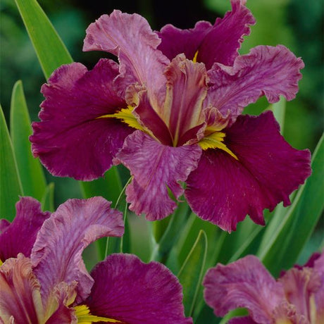 Jack Attack Louisiana Iris - Perennial - Nature Hills Nursery - 