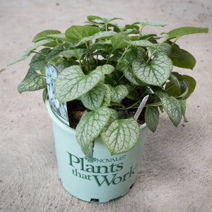 Jack Frost Brunnera in a #1 container showing silver and green heart-shaped foliage with prominent dark veining.