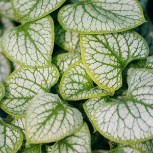 Jack Frost Brunnera foliage displaying silvery-white leaves with bold green veining up close.