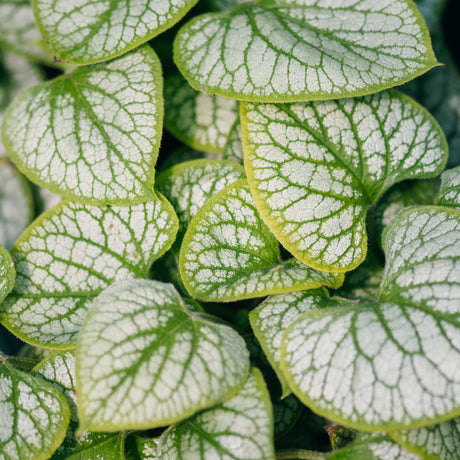 Jack Frost Brunnera foliage displaying silvery-white leaves with bold green veining up close.