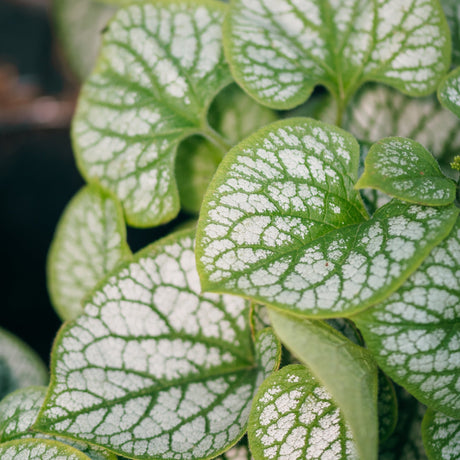 Jack Frost Brunnera foliage featuring heart-shaped green leaves with striking silver variegation between the veins.