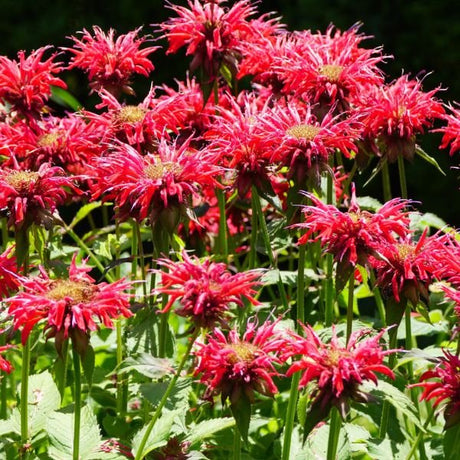 Jacob Cline Bee Balm - Perennial - Nature Hills Nursery - 1 Container - 