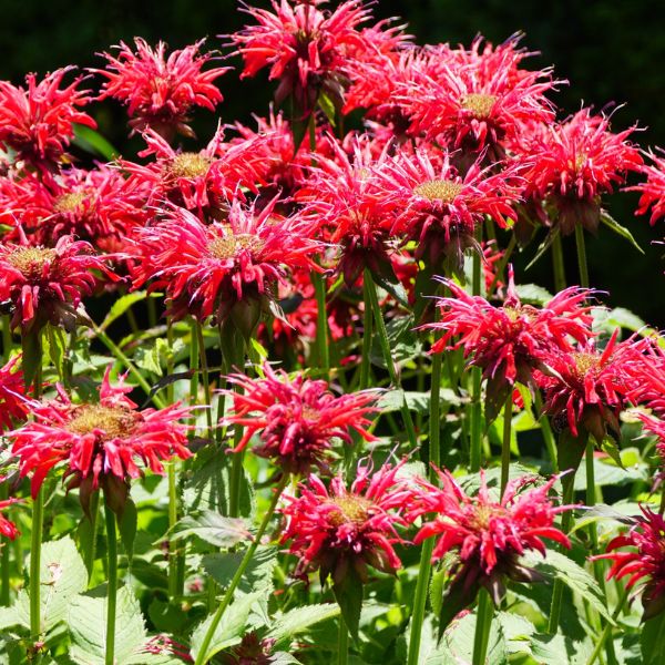 Jacob Cline Bee Balm