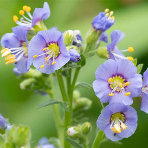 Jacob's Ladder - Nature Hills Nursery - 2x2x3 Inch Container 3 Pack - 