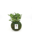 Jade Kokedamas - Nature Hills Nursery - 6 Inch Moss Ball - 