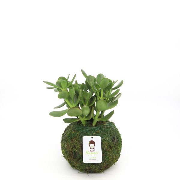 Jade Kokedamas - Nature Hills Nursery - 6 Inch Moss Ball - 