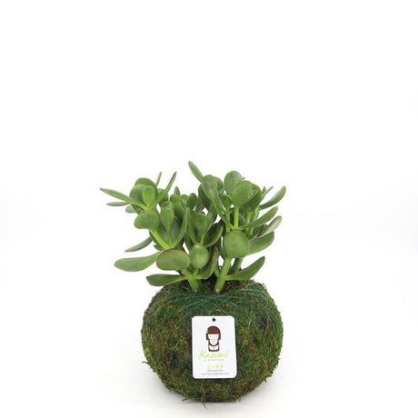 Jade Kokedamas - Houseplant - Nature Hills Nursery - 