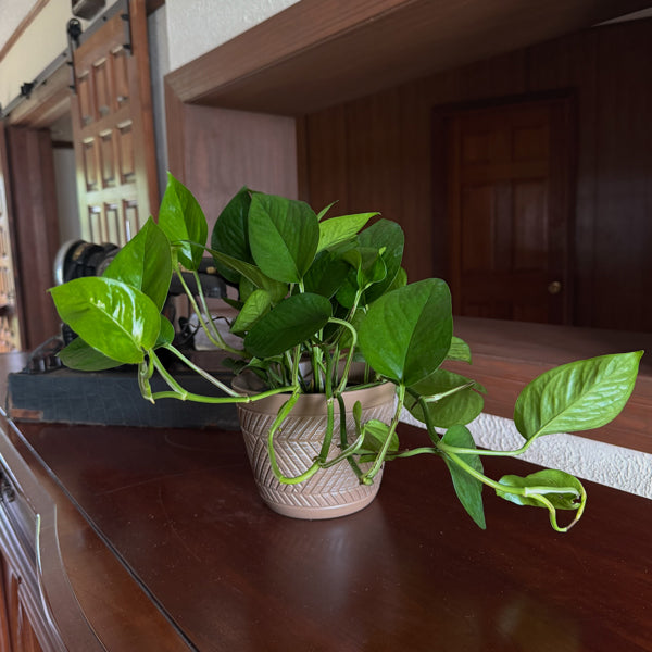 Jade Pothos in a 6 inch hanging basket, view 2