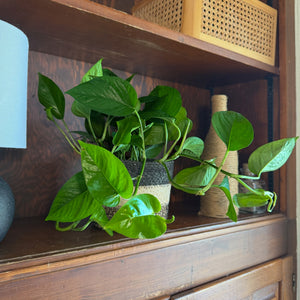Jade Pothos in a 6 inch hanging basket