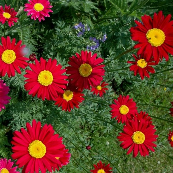 James Kelway Painted Daisy - Nature Hills Nursery - #1 Container - 