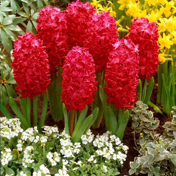 Jan Bos Hyacinth - Nature Hills Nursery - 6 Pack Bulbs - 