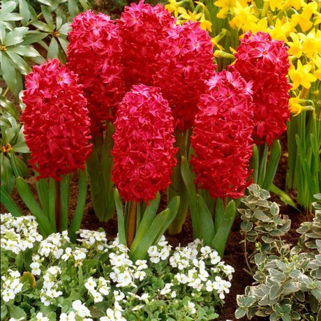 Jan Bos Hyacinth - Bulbs - Nature Hills Nursery - 10 Pack Bulbs - 