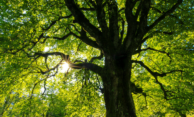 Large deciduous tree canopy viewed from below with sunlight streaming through bright green leaves and spreading branches.