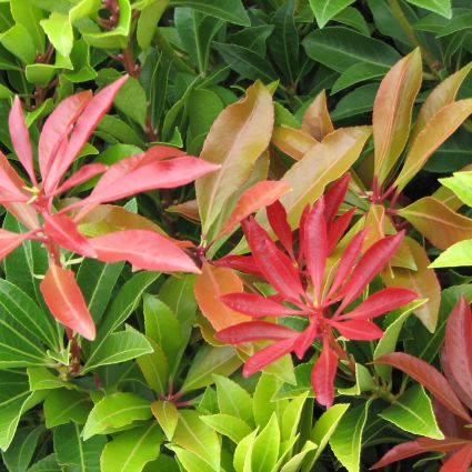 Close-up of white pieris flowers on Pieris Mountain Fire blooming in early spring.