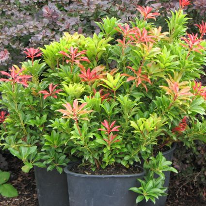 Broad-Leaved Evergreen foliage of Pieris Mountain Fire (Pieris japonica 'Mountain Fire') in a garden setting.