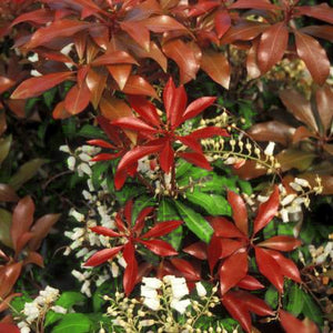 Pieris Mountain Fire (Pieris japonica 'Mountain Fire') growing in a garden landscape, showing mature shrub form.