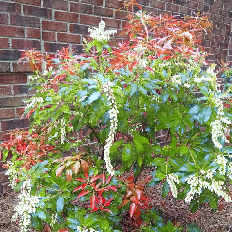 Pieris Mountain Fire (Pieris japonica 'Mountain Fire'), a shrub featuring white flowers and broad-leaved evergreen.
