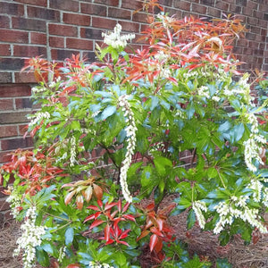 Pieris Mountain Fire (Pieris japonica 'Mountain Fire'), a shrub featuring white flowers and broad-leaved evergreen.