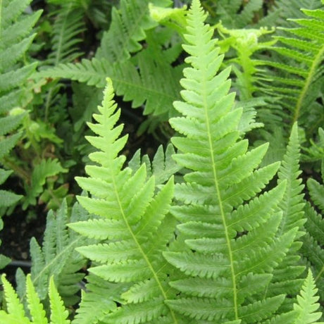 Japanese Beech Fern - Nature Hills Nursery - 2.5 Quart Container - 