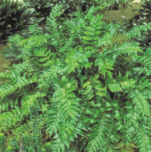 Japanese Holly Fern