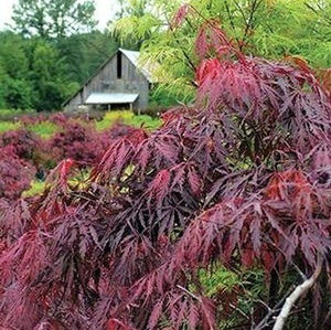 Deciduous foliage of Inaba Shidare Japanese Maple (Acer palmatum var. dissectum 'Inaba Shidare') in a garden setting.